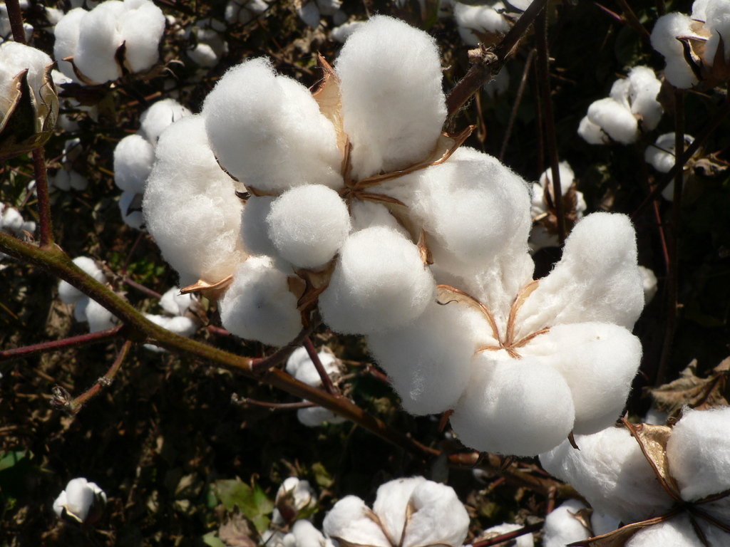Hình ảnh sợi bông từ quả bông(cotton)
